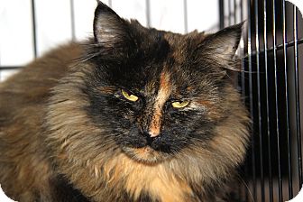 Maine Coon Cat for Sale in Berkeley Hts, New Jersey - Elmora Maine Coon Cat for Sale in Berkeley Hts, New Jersey - Elmora
