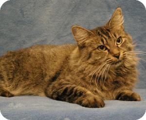 Maine Coon Cat for Sale in Sacramento, California - Sammy Maine Coon Cat for Sale in Sacramento, California - Sammy