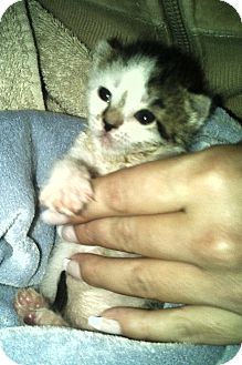 Domestic Shorthair Kitten for Sale in Oceanside, New York - Tiny Domestic Shorthair Kitten for Sale in Oceanside, New York - Tiny