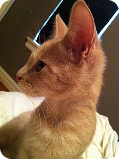 Domestic Longhair Kitten for Sale in St. Louis, Missouri - Clyde Domestic Longhair Kitten for Sale in St. Louis, Missouri - Clyde