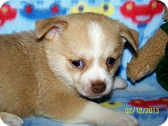 Chihuahua/Pomeranian Mix Puppy for Sale in Sherman, Connecticut - Cupid Betty's Dog Chihuahua/Pomeranian Mix Puppy for Sale in Sherman, Connecticut - Cupid Betty's Dog