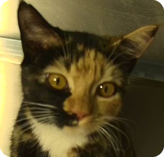 Domestic Shorthair Kitten for Sale in El Cajon, California - Cookie Domestic Shorthair Kitten for Sale in El Cajon, California - Cookie