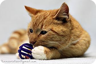 Domestic Shorthair Cat for Sale in Athens, Georgia - Sugar Domestic Shorthair Cat for Sale in Athens, Georgia - Sugar