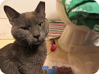 Domestic Shorthair Cat for Sale in Chicago, Illinois - Atlas Domestic Shorthair Cat for Sale in Chicago, Illinois - Atlas