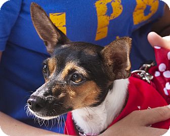 Rat Terrier Dog for Sale in North Palm Beach, Florida - Glenda Rat Terrier Dog for Sale in North Palm Beach, Florida - Glenda