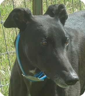 Greyhound Dog for Sale in Longwood, Florida - WS Derby Hat Greyhound Dog for Sale in Longwood, Florida - WS Derby Hat