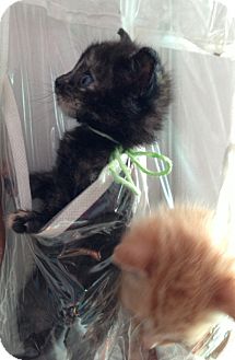 Domestic Shorthair Kitten for Sale in New York, New York - Eloise Domestic Shorthair Kitten for Sale in New York, New York - Eloise