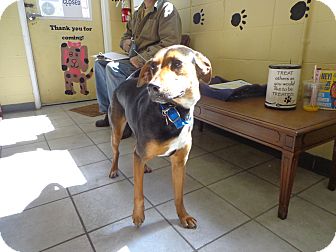 Hound (Unknown Type)/Shepherd (Unknown Type) Mix Dog for Sale in Crawfordville, Florida - Lucy Hound (Unknown Type)/Shepherd (Unknown Type) Mix Dog for Sale in Crawfordville, Florida - Lucy