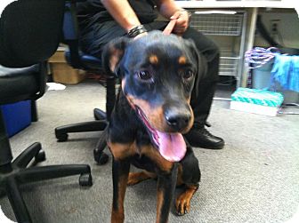 Rottweiler Mix Puppy for Sale in Frederick, Pennsylvania - Chloe Rottweiler Mix Puppy for Sale in Frederick, Pennsylvania - Chloe