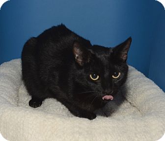 Domestic Shorthair Cat for Sale in Ranch Palos Verdes, California - Shasta Domestic Shorthair Cat for Sale in Ranch Palos Verdes, California - Shasta