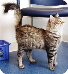 Maine Coon Cat for Sale in Arlington, Virginia - Felicity Maine Coon Cat for Sale in Arlington, Virginia - Felicity