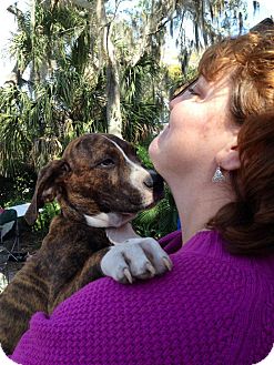 Hound (Unknown Type)/Plott Hound Mix Puppy for Sale in Largo, Florida - Baxter Hound (Unknown Type)/Plott Hound Mix Puppy for Sale in Largo, Florida - Baxter