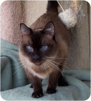 Siamese Cat for Sale in Palmdale, California - Sebastian Siamese Cat for Sale in Palmdale, California - Sebastian