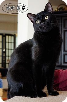 Domestic Shorthair Cat for Sale in Columbia, Maryland - Mr. Kitty Domestic Shorthair Cat for Sale in Columbia, Maryland - Mr. Kitty