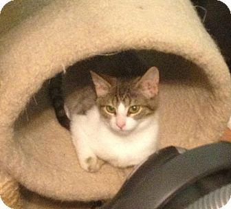Domestic Shorthair Kitten for Sale in Richfield, Ohio - Ada Lou Domestic Shorthair Kitten for Sale in Richfield, Ohio - Ada Lou