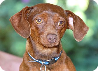 Dachshund/Miniature Pinscher Mix Dog for Sale in Bellflower, California - Kobe Dachshund/Miniature Pinscher Mix Dog for Sale in Bellflower, California - Kobe