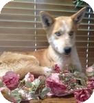 Husky Mix Dog for Sale in Manchester, Connecticut - Cheyenne ADOPTION PENDING Husky Mix Dog for Sale in Manchester, Connecticut - Cheyenne ADOPTION PENDING