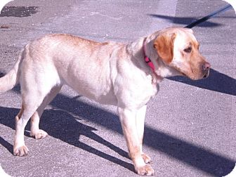 Labrador Retriever Dog for Sale in New Castle, Pennsylvania - Labrador Retriever Dog for Sale in New Castle, Pennsylvania -