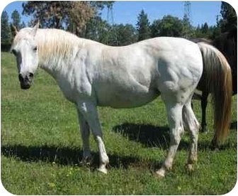 Arabian Mix for Sale in Bangor, California - Button Arabian Mix for Sale in Bangor, California - Button
