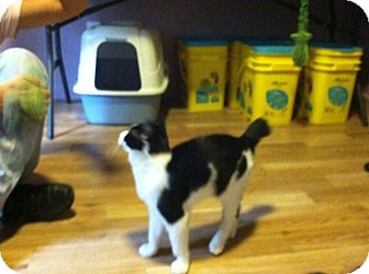 American Bobtail Cat for Sale in Monroe, Georgia - Manny American Bobtail Cat for Sale in Monroe, Georgia - Manny