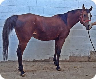 Arabian Mix for Sale in Bangor, California - Magia Arabian Mix for Sale in Bangor, California - Magia