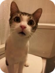 Domestic Shorthair Cat for Sale in Manhattan, New York - STANLEY Domestic Shorthair Cat for Sale in Manhattan, New York - STANLEY