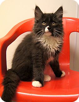 Maine Coon Kitten for Sale in Colorado Springs, Colorado - Luke Maine Coon Kitten for Sale in Colorado Springs, Colorado - Luke