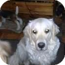 Golden Retriever Dog for Sale in Brougham, Ontario - Cloey Golden Retriever Dog for Sale in Brougham, Ontario - Cloey