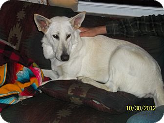 German Shepherd Dog Dog for Sale in Greeneville, Tennessee - Snow German Shepherd Dog Dog for Sale in Greeneville, Tennessee - Snow