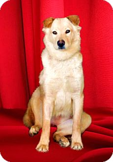 Golden Retriever/Labrador Retriever Mix Dog for Sale in San Diego, California - HANNAH Golden Retriever/Labrador Retriever Mix Dog for Sale in San Diego, California - HANNAH