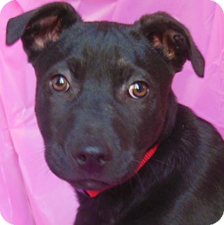 German Shepherd Dog Mix Puppy for Sale in Thousand Oaks, California - Romeo German Shepherd Dog Mix Puppy for Sale in Thousand Oaks, California - Romeo