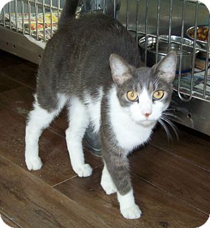 Domestic Shorthair Cat for Sale in Dover, Ohio - Ziggy Domestic Shorthair Cat for Sale in Dover, Ohio - Ziggy