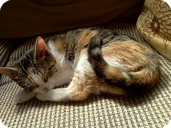 Calico Kitten for Sale in St. Louis, Missouri - Gustine Calico Kitten for Sale in St. Louis, Missouri - Gustine