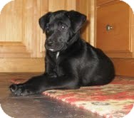 Labrador Retriever Mix Puppy for Sale in Washington, D.C. - Olivia Labrador Retriever Mix Puppy for Sale in Washington, D.C. - Olivia