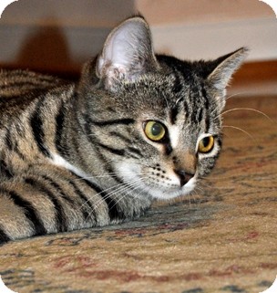 Domestic Shorthair Cat for Sale in Richmond, Virginia - Charlie Domestic Shorthair Cat for Sale in Richmond, Virginia - Charlie