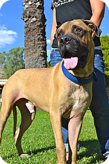 Bullmastiff Dog for Sale in Phoenix, Arizona - Marley Bullmastiff Dog for Sale in Phoenix, Arizona - Marley