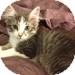 Domestic Shorthair Kitten for Sale in Vancouver, British Columbia - Nienna Domestic Shorthair Kitten for Sale in Vancouver, British Columbia - Nienna