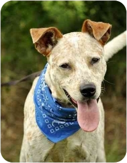 Australian Cattle Dog Mix Dog for Sale in Portsmouth, Rhode Island - Dexter w/video! Australian Cattle Dog Mix Dog for Sale in Portsmouth, Rhode Island - Dexter w/video!