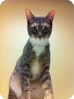 Domestic Shorthair Kitten for Sale in Pittstown, New Jersey - Alistar Domestic Shorthair Kitten for Sale in Pittstown, New Jersey - Alistar