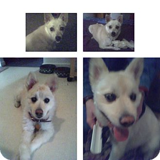 Terrier (Unknown Type, Small) Mix Dog for Sale in Loudonville, New York - Cola Terrier (Unknown Type, Small) Mix Dog for Sale in Loudonville, New York - Cola