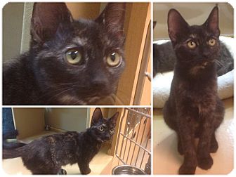 Domestic Shorthair Kitten for Sale in Modesto, California - Shelby Domestic Shorthair Kitten for Sale in Modesto, California - Shelby