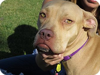 American Pit Bull Terrier Mix Dog for Sale in Scottsdale, Arizona - Daphne American Pit Bull Terrier Mix Dog for Sale in Scottsdale, Arizona - Daphne