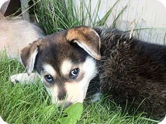 German Shepherd Dog Mix Puppy for Sale in Saskatoon, Saskatchewan - Scotia German Shepherd Dog Mix Puppy for Sale in Saskatoon, Saskatchewan - Scotia