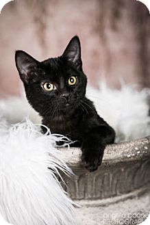 Domestic Shorthair Kitten for Sale in Eagan, Minnesota - Bud Domestic Shorthair Kitten for Sale in Eagan, Minnesota - Bud