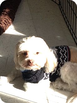 Shih Tzu/Lhasa Apso Mix Dog for Sale in Brea, California - Charlie Shih Tzu/Lhasa Apso Mix Dog for Sale in Brea, California - Charlie