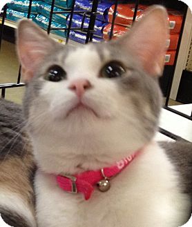 Calico Cat for Sale in Kansas City, Missouri - Bug Calico Cat for Sale in Kansas City, Missouri - Bug