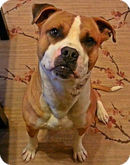 American Pit Bull Terrier Mix Dog for Sale in Tulsa, Oklahoma - Dax American Pit Bull Terrier Mix Dog for Sale in Tulsa, Oklahoma - Dax