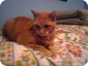 Domestic Shorthair Cat for Sale in Raritan, New Jersey - Angel Domestic Shorthair Cat for Sale in Raritan, New Jersey - Angel