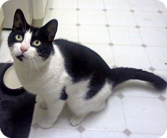 Domestic Mediumhair Cat for Sale in Alexandria, Virginia - Capt. Jack Sparrow Domestic Mediumhair Cat for Sale in Alexandria, Virginia - Capt. Jack Sparrow
