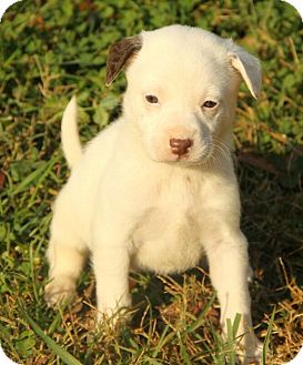 Boxer/Dalmatian Mix Puppy for Sale in Brattleboro, Vermont - Amy Boxer/Dalmatian Mix Puppy for Sale in Brattleboro, Vermont - Amy